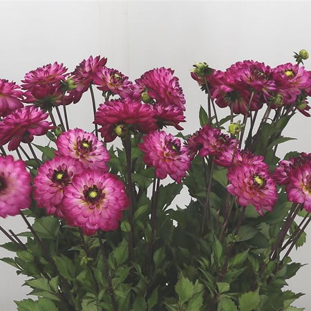 Dahlia Romantica