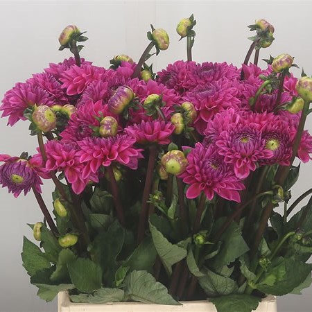 Dahlia Sandra