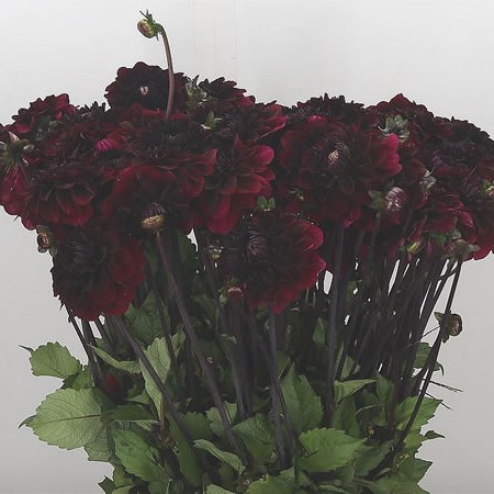 Dahlia Seniors Darknes