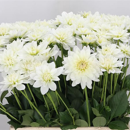 Dahlia Siberia