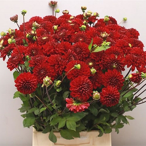 Dahlia Viking 60cm | Wholesale Dutch Flowers & Florist Supplies UK
