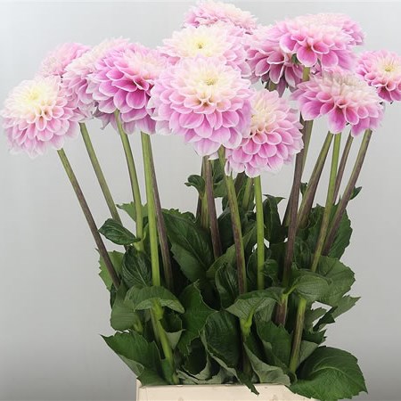 Dahlia Sweet Love