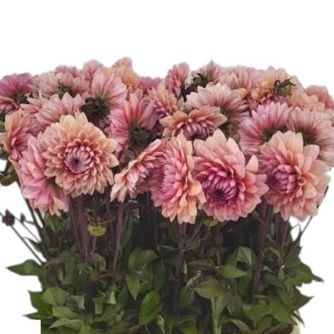 Dahlia Sweet Sanne