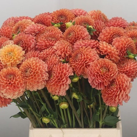 Dahlia Sylvia