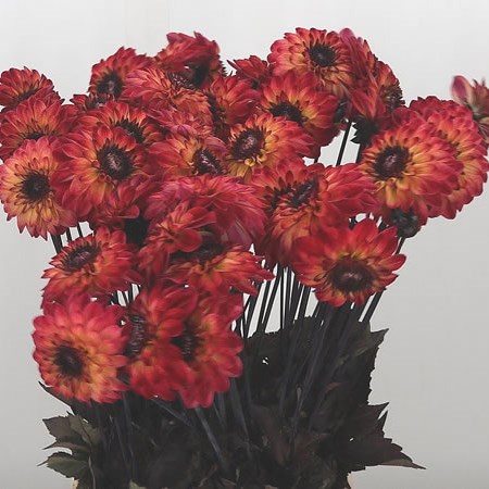Dahlia Tirza