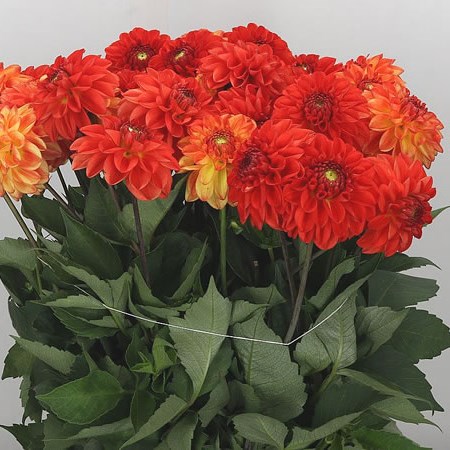 Dahlia Tropical Summer