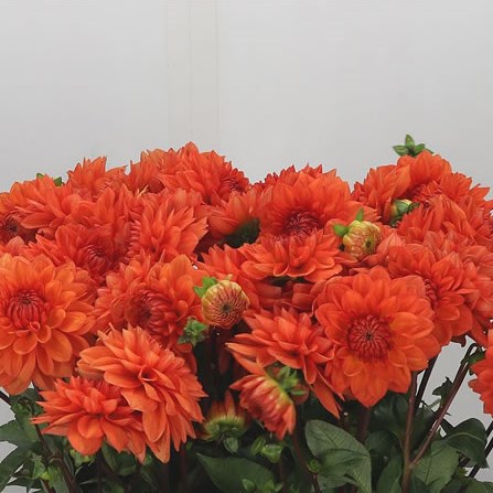 Dahlia Zsaza