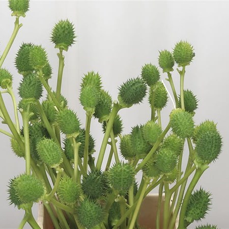 Datura Metel