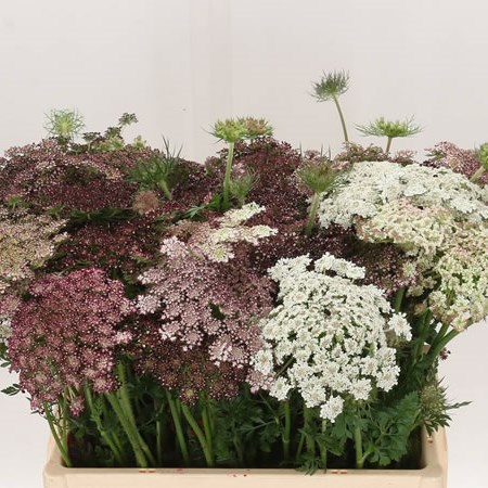 Daucus Carota 'Dara
