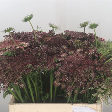 Daucus Carota 'Dara (Extra)