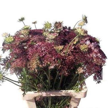 Daucus Dara