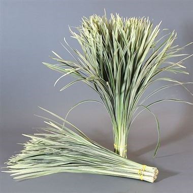 T-grass Variegated (China Grass)