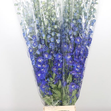 Delphinium Dewi Blue Star