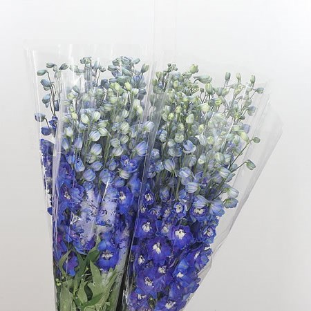 Dekphinium Dewi Blue Star