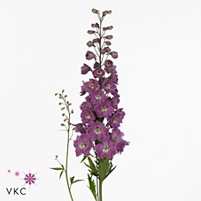 Delphinium Dewi London