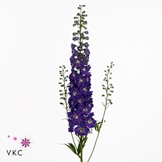 Delphinium Dewi Rome