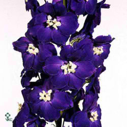 Delphinium du. Alie Duyvensteyn