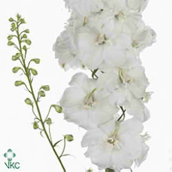 Delphinium du. Aurora White