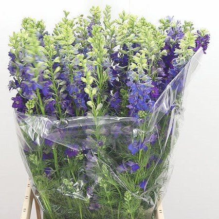 Delphinium AJA Larkspur Blue