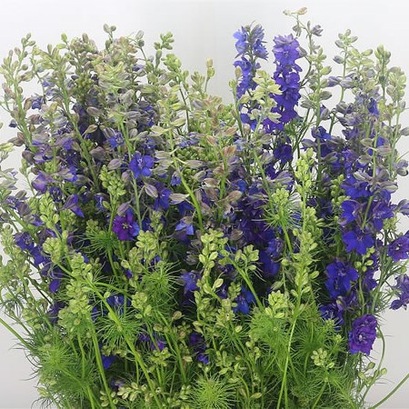 Delphinium AJA Larkspur Blue