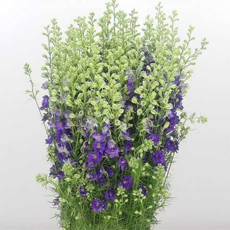 Delphinium AJA Larkspur Blue