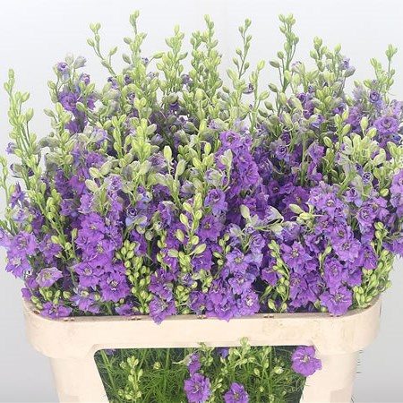 Delphinium AJA Larkspur Lavender