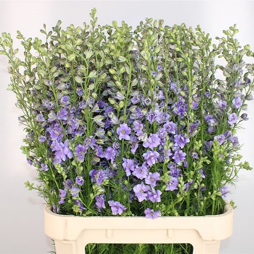 Delphinium AJA. Larkspur Lilac