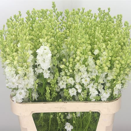 Delphinium AJA Larkspur White