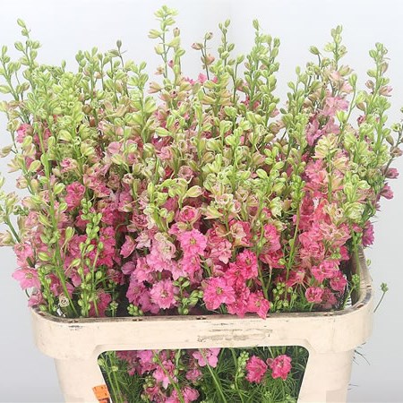 Delphinium AJA Larkspur Pink