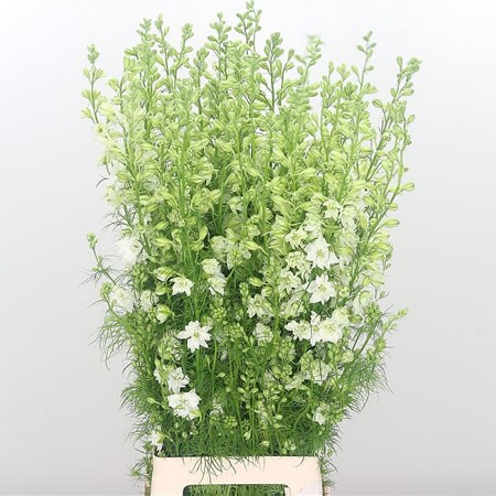 Delphinium AJA Larkspur White