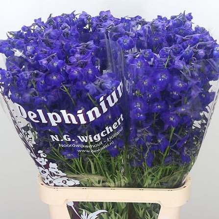 Delphinium Atlantis