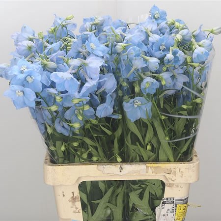 Delphinium Ballkleid