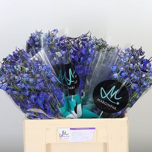 Delphinium Bella Donna