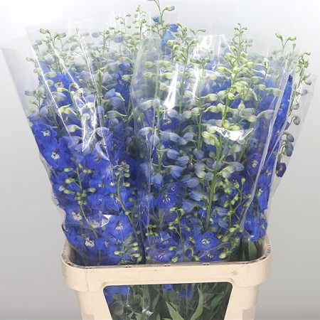 Delphinium Blue Candy Shades