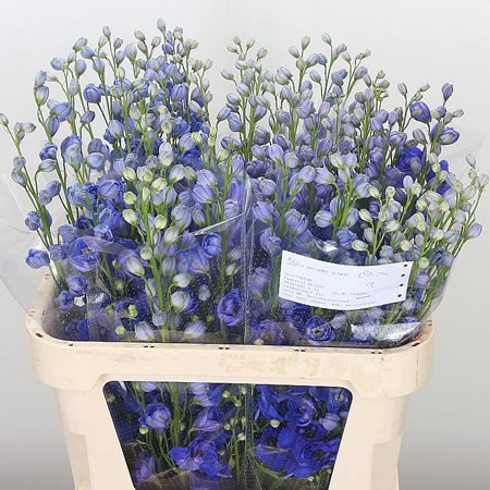 Delphinium Blue Hollands Glory