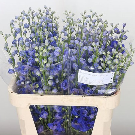 Delphinium Blue Hollands Glory