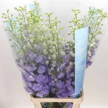 Delphinium Centurion Lavender