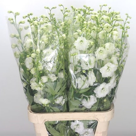 Delphinium Centurion White