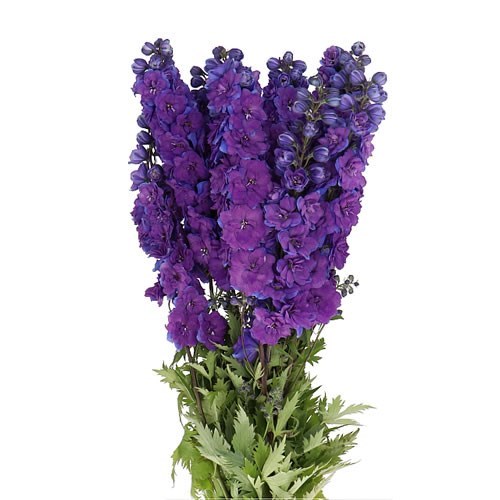 Delphinium Christel 95cm Wholesale Dutch Flowers & Florist Supplies UK