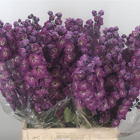 Delphinium Dark Pink Power