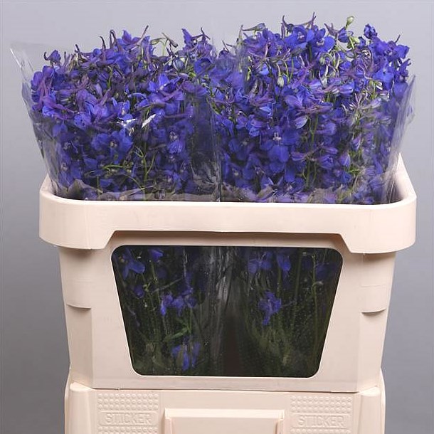 Delphinium Del Donna