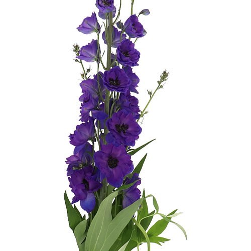 Delphinium Delphis Jewel