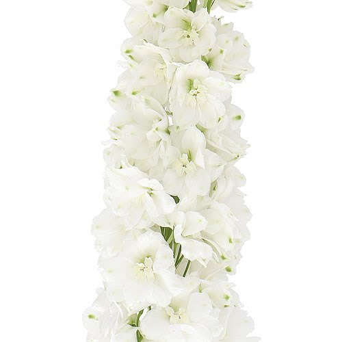Delphinium Dewi Anastasia