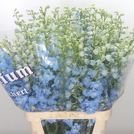 Delphinium Dewi Boy