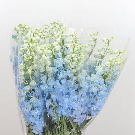 Delphinium Dewi Boy 70cm | Wholesale Dutch Flowers & Florist Supplies UK