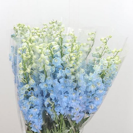 Delphinium Dewi Boy