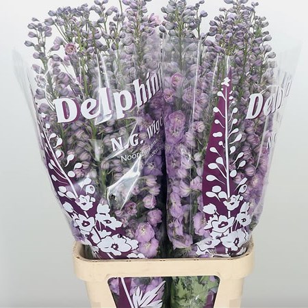 Delphinium Dewi Hercules
