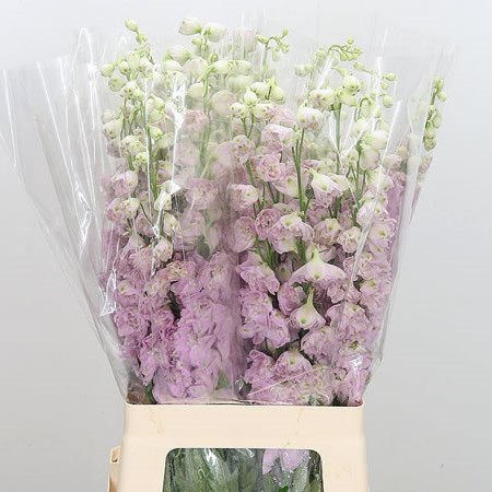 Delphinium Dewi Lady
