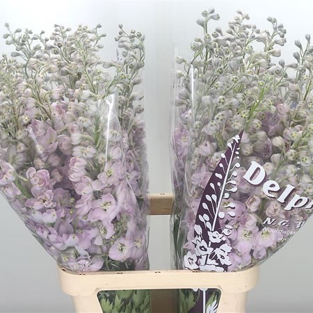 Delphinium Dewi Miss Piggy