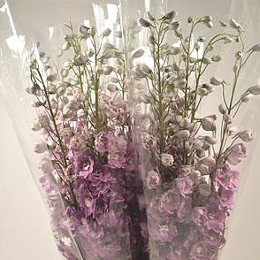 Delphinium Dewi Pink Floyd